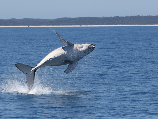 a whale rising above the water, Blue Dolphin Marine Tours Hervey Bay