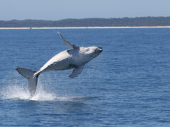 a whale rising above the water, Blue Dolphin Marine Tours Hervey Bay