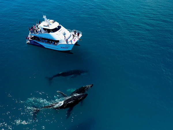 whales swimming beside the Whalesong Cruises vessel, Hervey Bay
