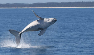 a whale rising above the water, Blue Dolphin Marine Tours Hervey Bay