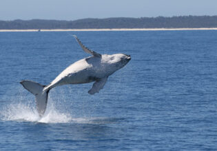a whale rising above the water, Blue Dolphin Marine Tours Hervey Bay