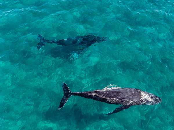 whales swimming in the turquoise waters off Hervey Bay