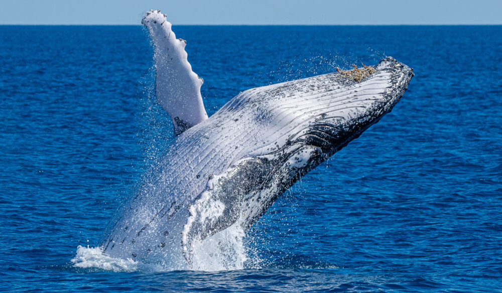a humpback whale rising from the waters, Noosa Thriller Ocean Adventures