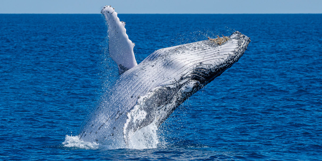 a humpback whale rising from the waters, Noosa Thriller Ocean Adventures