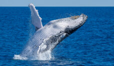 whale watching sunshine coast