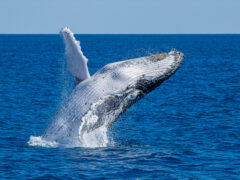 whale watching sunshine coast