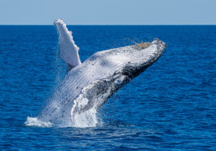 whale watching sunshine coast