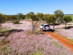 Pink wildflowers in Morawa Western Australia