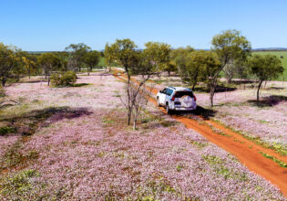 Pink wildflowers in Morawa Western Australia