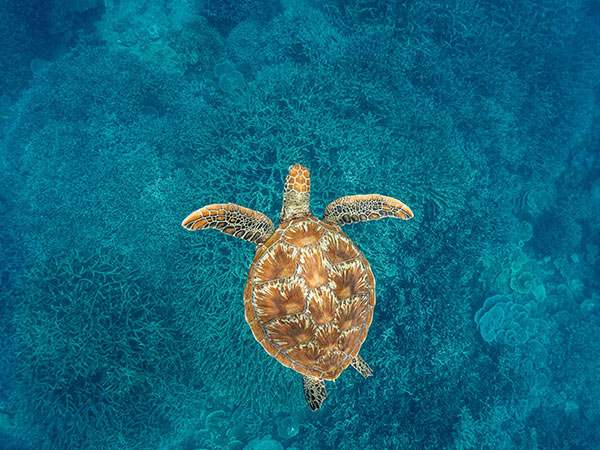 turtle-watching